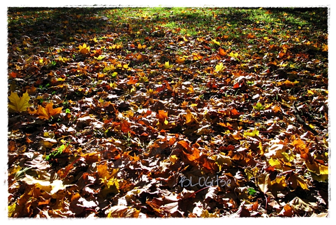 WOIMA #84 maple leaves by BLOGitse