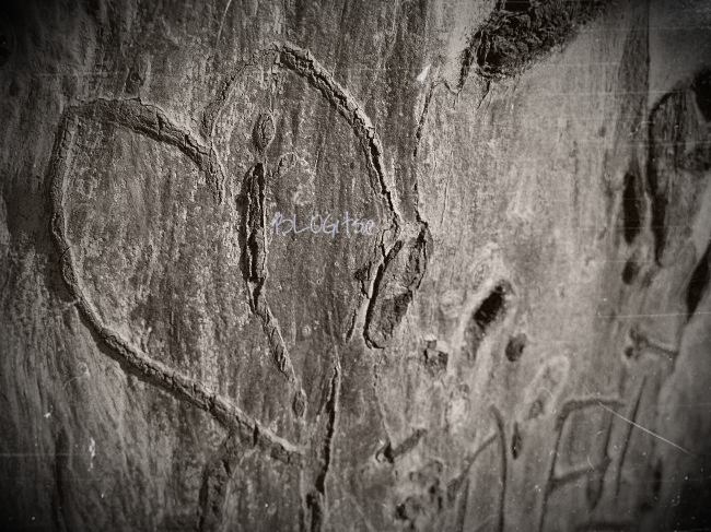 WOIMA #87 engraved tree by BLOGitse