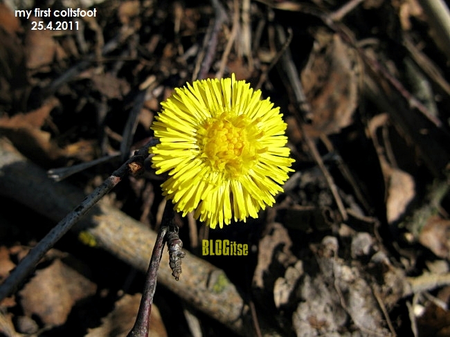 my first coltsfoot 25.4.2011 by BLOGitse