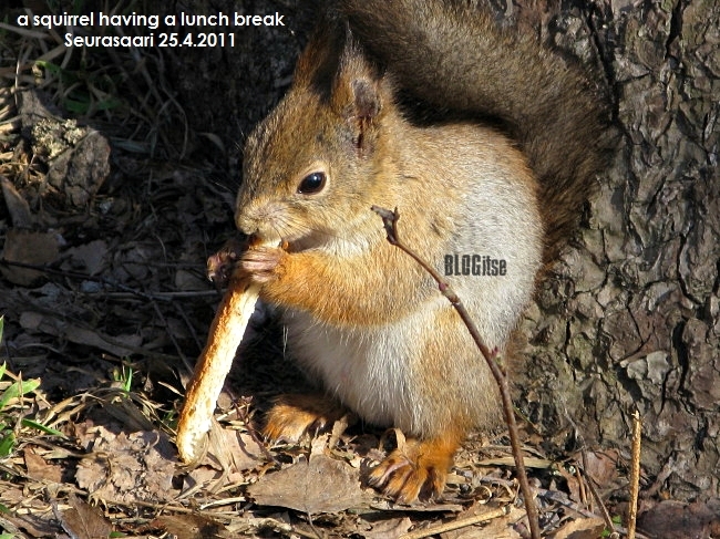 squirrel having a lunch break by BLOGitse
