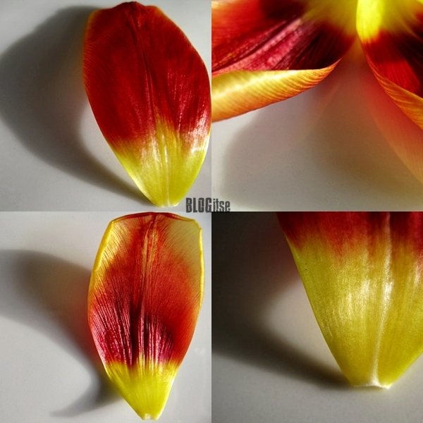 shadows of tulip petals by BLOGitse