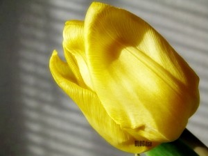 tulip and shadows by BLOGitse