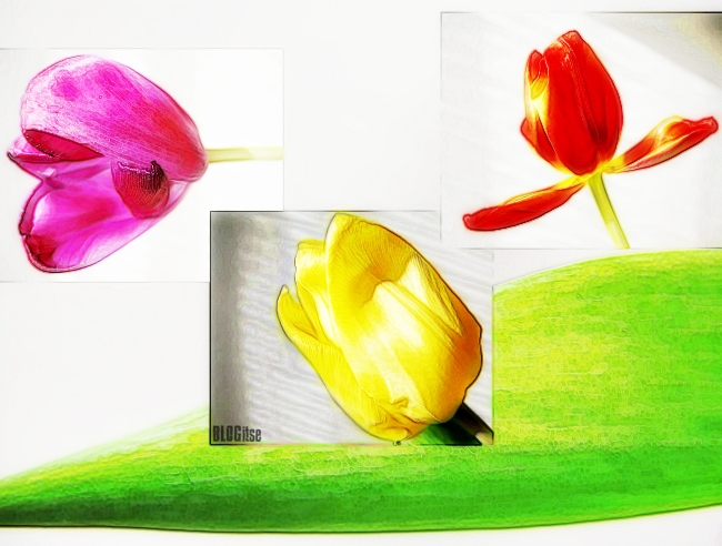 tulip canvas by BLOGitse