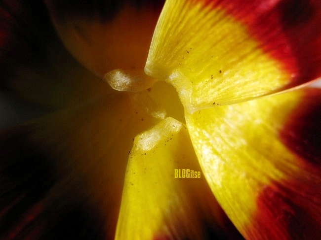 tulip petals by BLOGitse