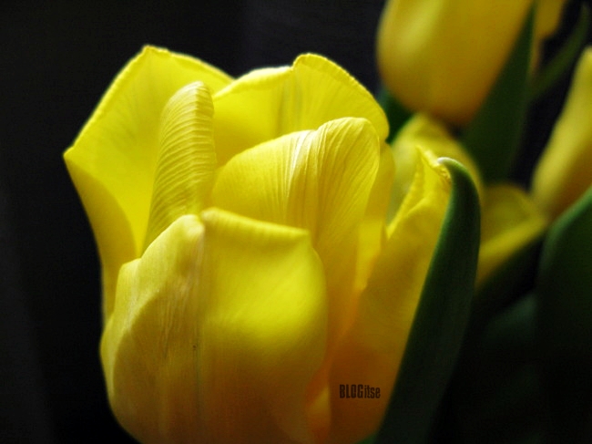 yellow tulip by BLOGitse