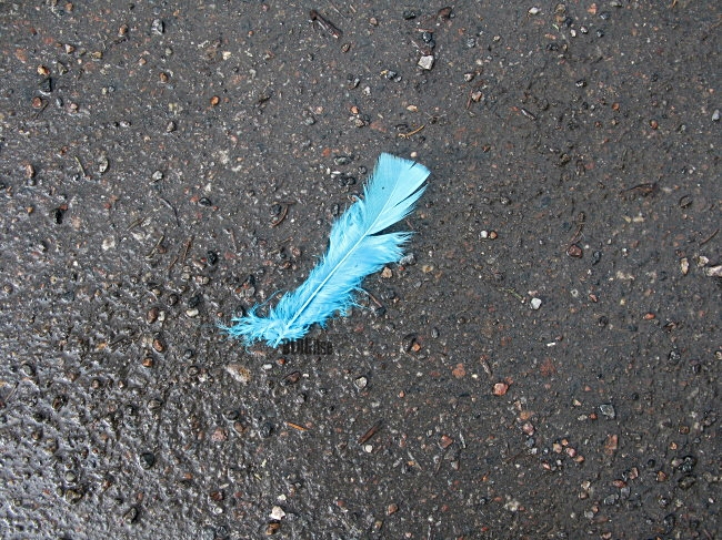blue feather pic by BLOGitse