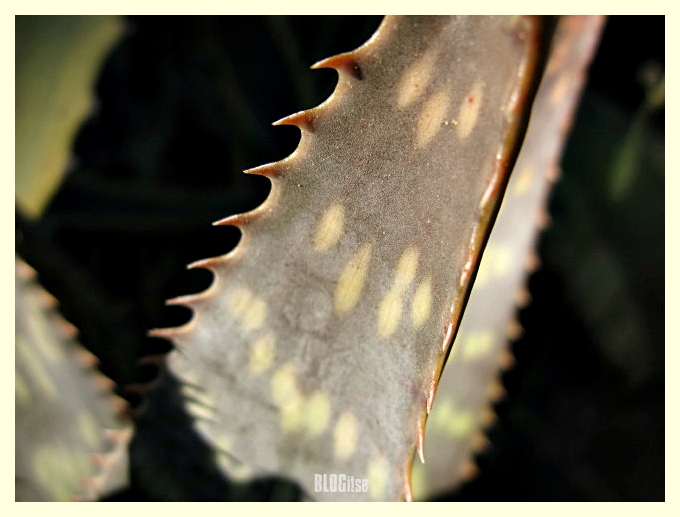 macro week #64 Aloe vera by BLOGitse