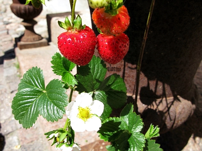 strawberries in Finland July 2012 by BLOGitse