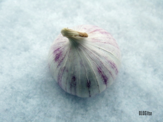 macro #90 Chinese garlic in the snow by BLOGitse