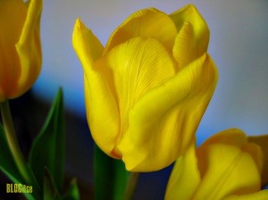 Monday Mellow Yellow tulip by BLOGitse