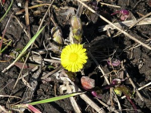 coltsfoot by BLOGitse