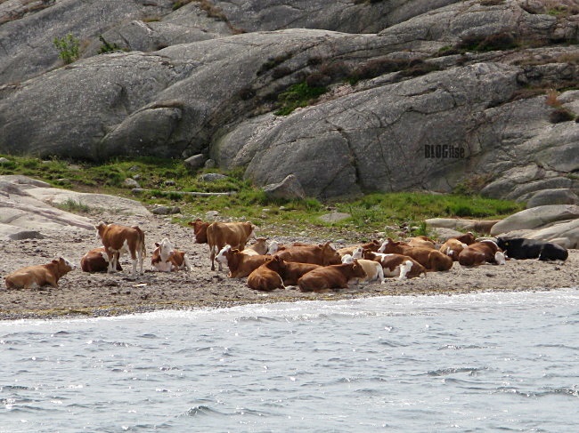 relaxing cows Gullbringa Sweden by BLOGitse