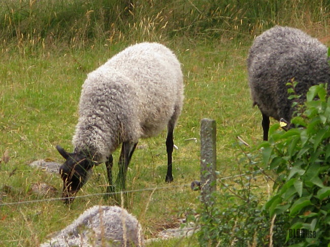 sheep eating Gullbringa Sweden by BLOGitse