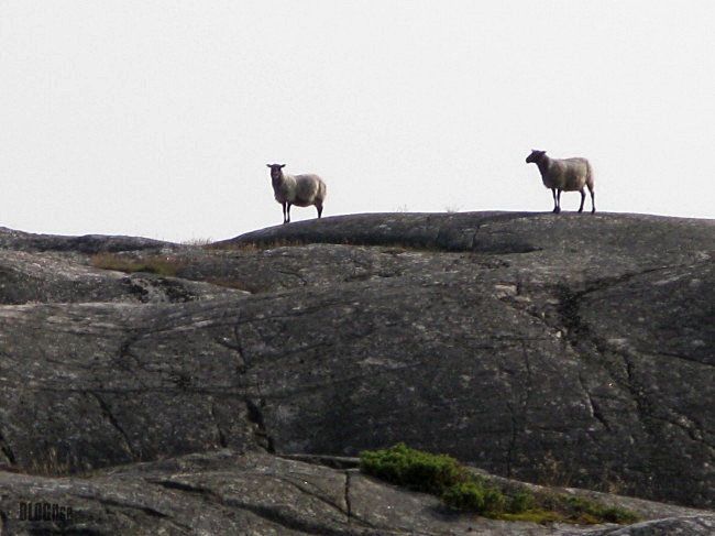 sheep on top Gullbringa Sweden by BLOGitse