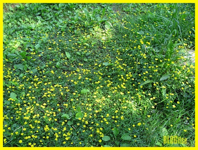 yellow summer flowers by BLOGitse