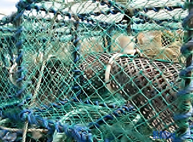 lobster trap_2 by BLOGitse