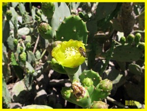yellow cactus flower by BLOGitse