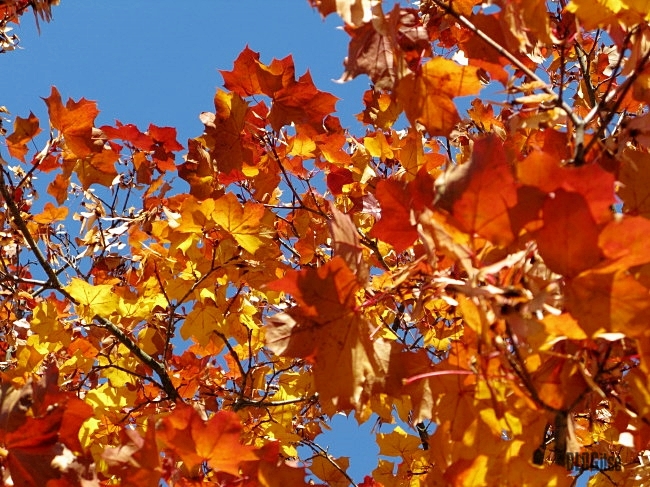 2 autumn leaves by BLOGitse