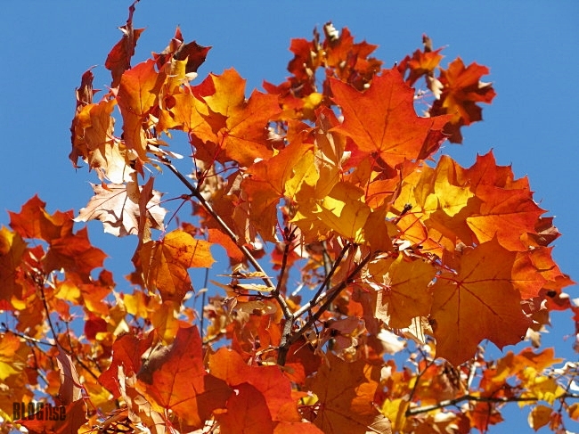 3 autumn leaves by BLOGitse