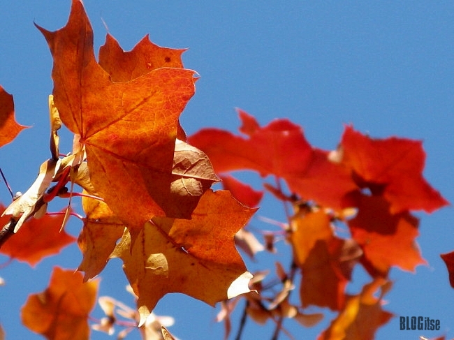 4 autumn leaves by BLOGitse