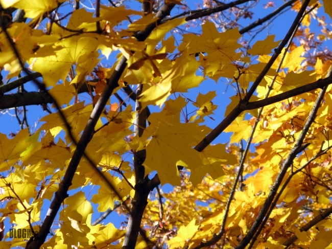 autumn leaves by BLOGitse