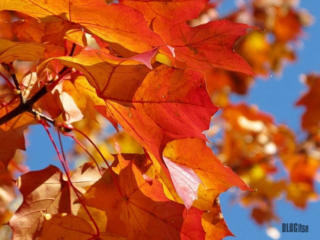 5 autumn leaves by BLOGitse