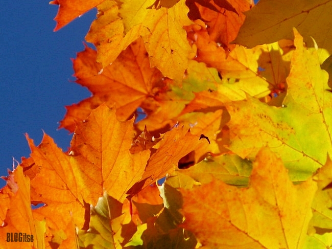 autumn leaves by BLOGitse