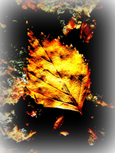 a leaf edited by BLOGitse