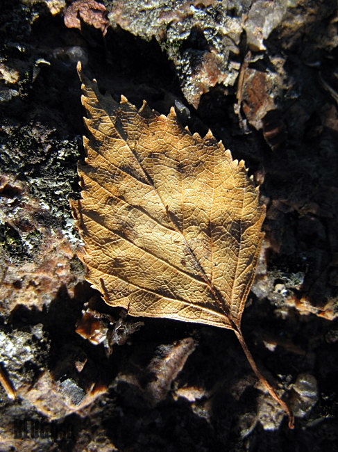 a leaf original by BLOGitse