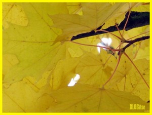 yellow leaves by BLOGitse