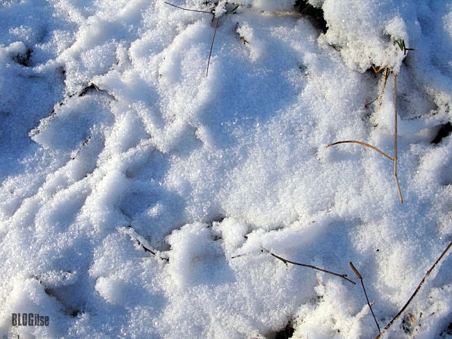 detail of snow blanket by BLOGitse