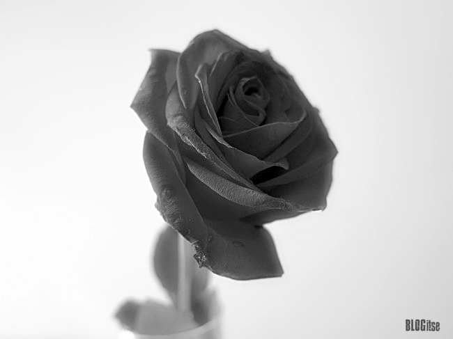 birthday rose by BLOGitse