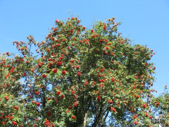 rowanberry tree by BLOGitse