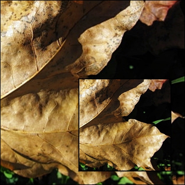 cropped maple tree leaf by BLOGitse