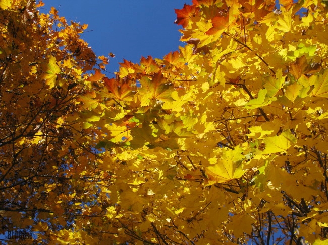 yellow maple tree leaves by BLOGitse