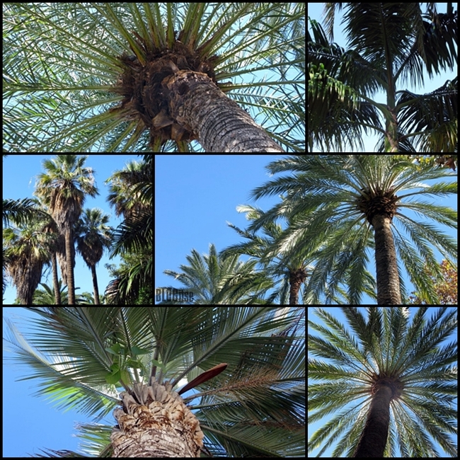 palm trees in Malaga Spain by BLOGitse