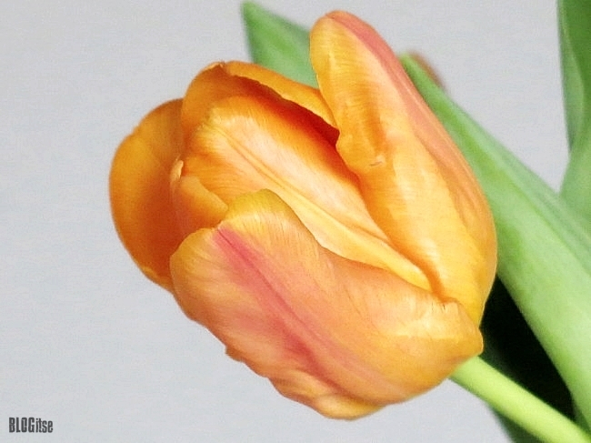 orange tulip by BLOGitse