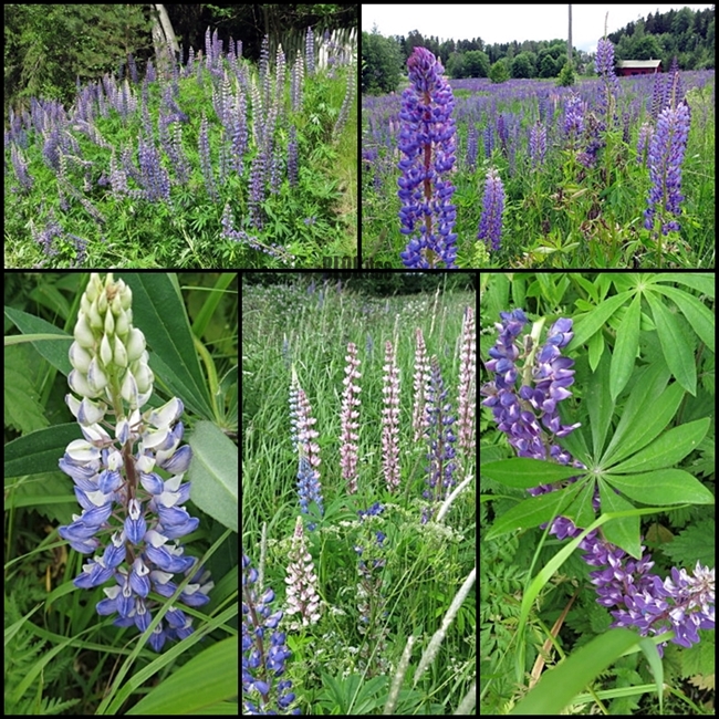 collection of lupins by BLOGitse