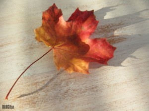 maple leaf by BLOGitse