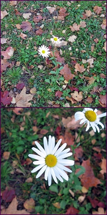 flower in the autumn by BLOGitse