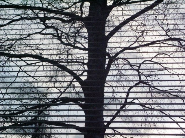 a tree by BLOGitse