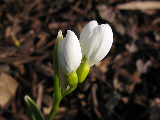 spring whites by BLOGitse