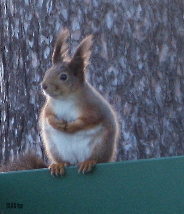 sitting squirrel by BLOGitse