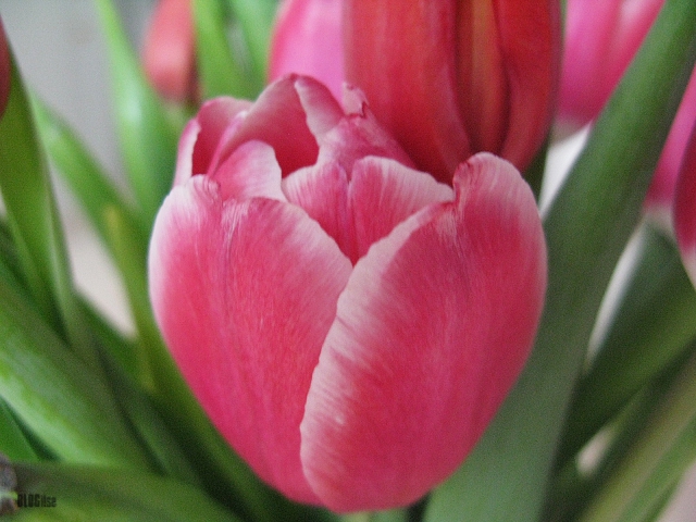 happy tulip weekend by BLOGitse