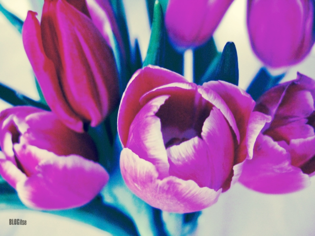 colored tulips by BLOGitse