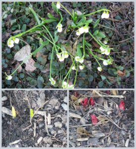 buds and snowdrops March 2017 by BLOGitse
