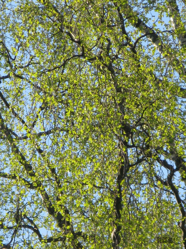 spring green birch by BLOGitse