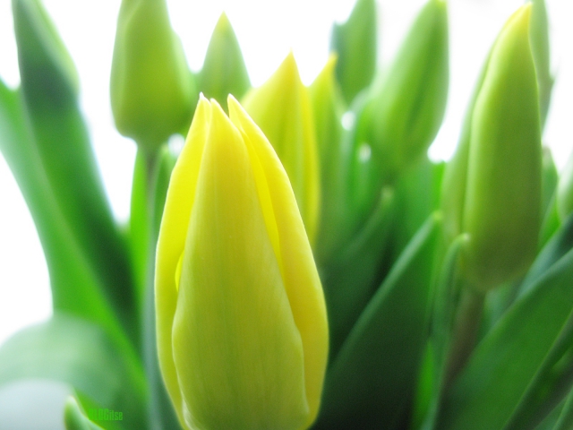 weekend tulips by BLOGitse
