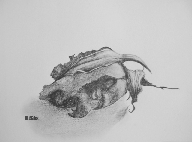 pencil drawing 'rose' by BLOGitse