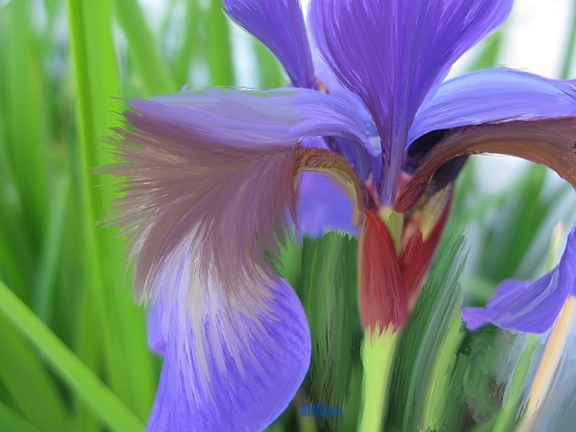 smudged iris by BLOGitse
